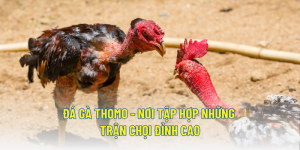 Đá gà Thomo